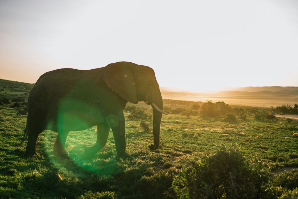 Crypto in Africa